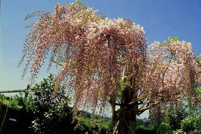 1 Blauregen, in rosa Glyzinie Wisterie Wisteria 150-200 cm hoch