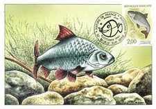 MAXIMAPHILIE / CARTE MAXIMUM PREMIER JOUR / FAUNE / POISSON / LE GARDON 1990