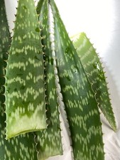 Aloe Vera Leaves - Barbadensis. Aprox. 9 oz. Fresh cut every time 