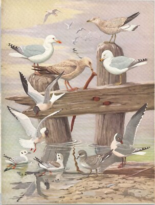 Original 1925 Color Bird Print - Various SEA GULLS 2 - Louis Agassiz Fuertes