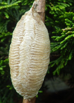 1 JUMBO EUROPEAN PREYING MANTIS EGG CASE PRAYING MANTIS NATURAL PEST CONTROL
