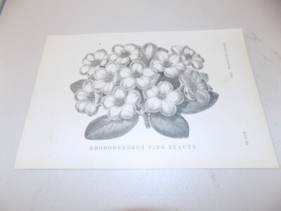 1883 Antique Floral Print / RHODODENDRON PINK BEAUTY | eBay