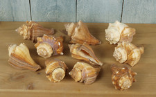 10tlg. Set echte Meeresschnecken 6 - 8cm Schnecke Muschel B-Qualität