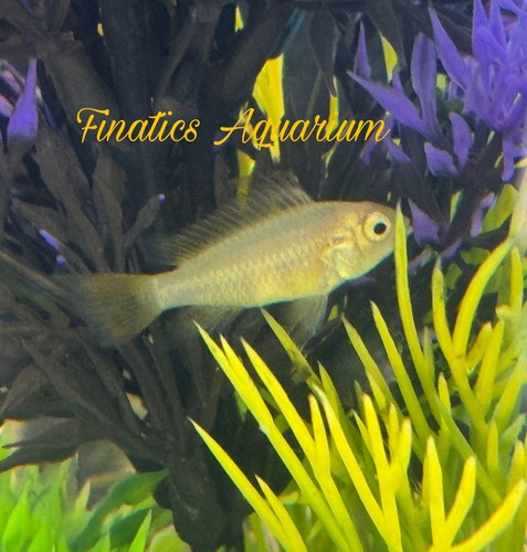 One Dwarf Cockatoo Lemon Cichlid Approx 1” T197 - Picture 2 of 4
