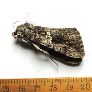 Catocala ilia, Maryland; Catocalinae