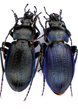 110 - Carabus - Eucarabus catenulatus catenulatus p3333 - Croatia Duga Surrender