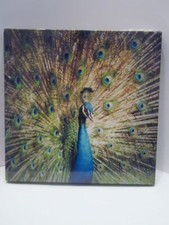 Wandbild Poster Druck Pfau 18x18cm