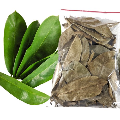 Dried Soursop leaves - 100% Pure Organic Graviola Leaf Tea from Sri Lanka - Picture 2 of 14