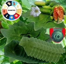 Dried Ivy Gourd Leaves / powder Coccinia Grandis Scarlet gourd kowai fruit 2Kg