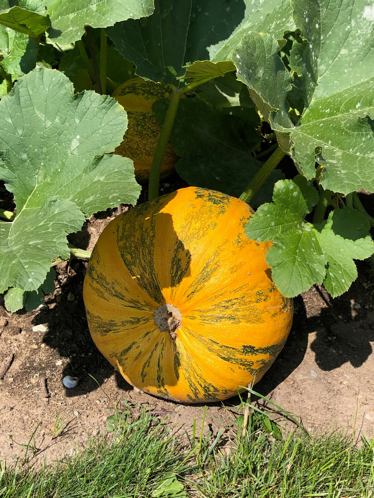 Steirischer Ölkürbis Olga traditionelle Sorte aus Österreich z. Kernöl ...