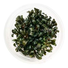 Bucephalandra Deep Purple Tissue Culture | Aquarium Plants Factory&reg;