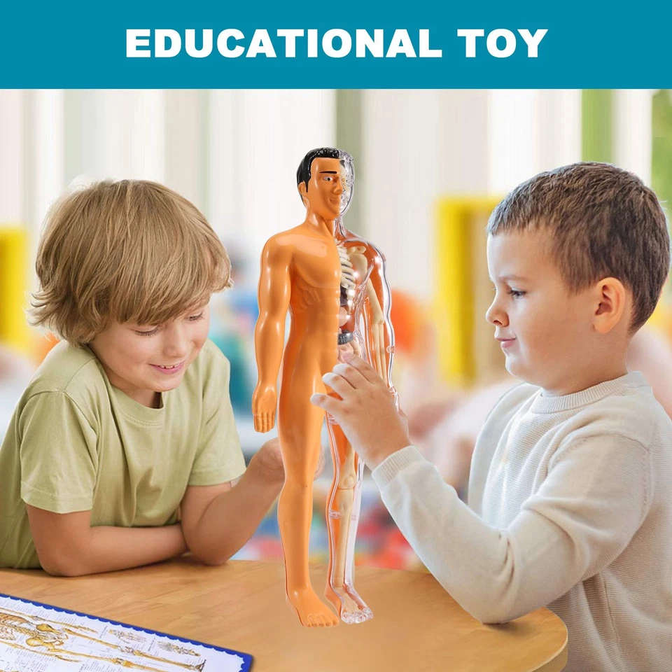Modello 3D di Anatomia del Corpo Umano per Bambini nel Plastica DIY Schelet9511 - Immagine 2 di 4