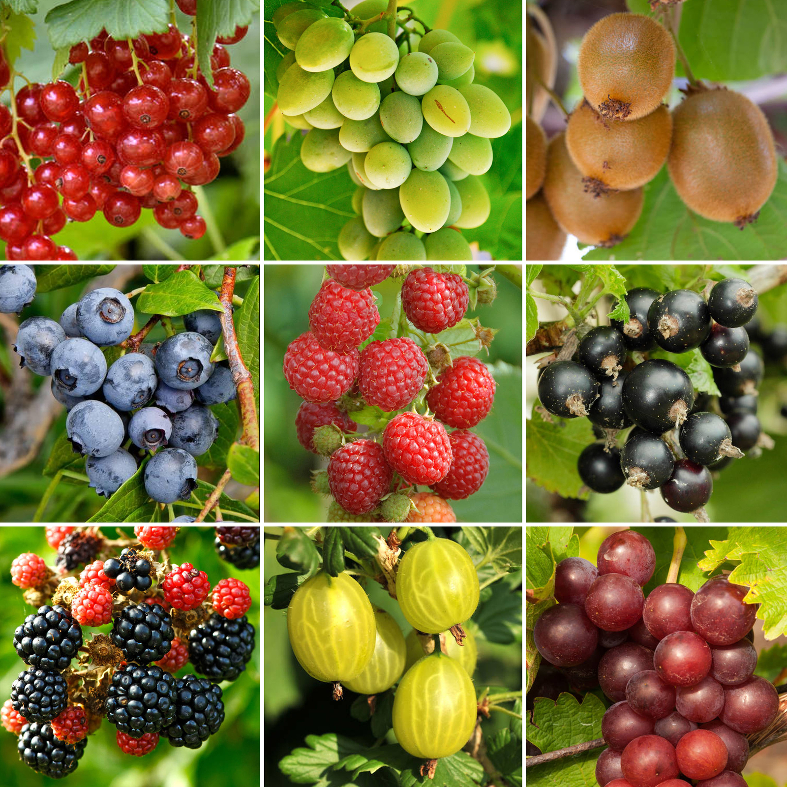 B&Q -  3 X Fruit MixAssorted Fruit-Bearing Plants For Productive Uk GardensOutdoor Plants (30-40Cm Height Including Pot) - Image 2
