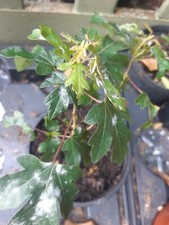 Field Maple Tree 🍁 Acer campestre approx 18cm tall -