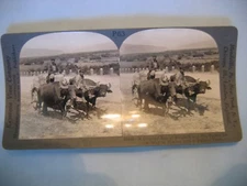 Keystone View Company P63 Peasants Black Buffalo Pulling Cart in Bulgaria 34425