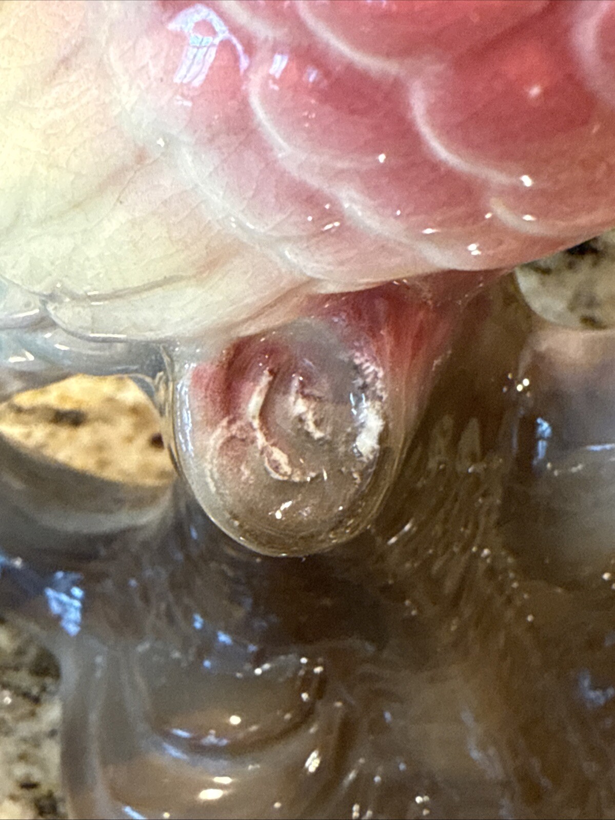 Picture 7 of 15