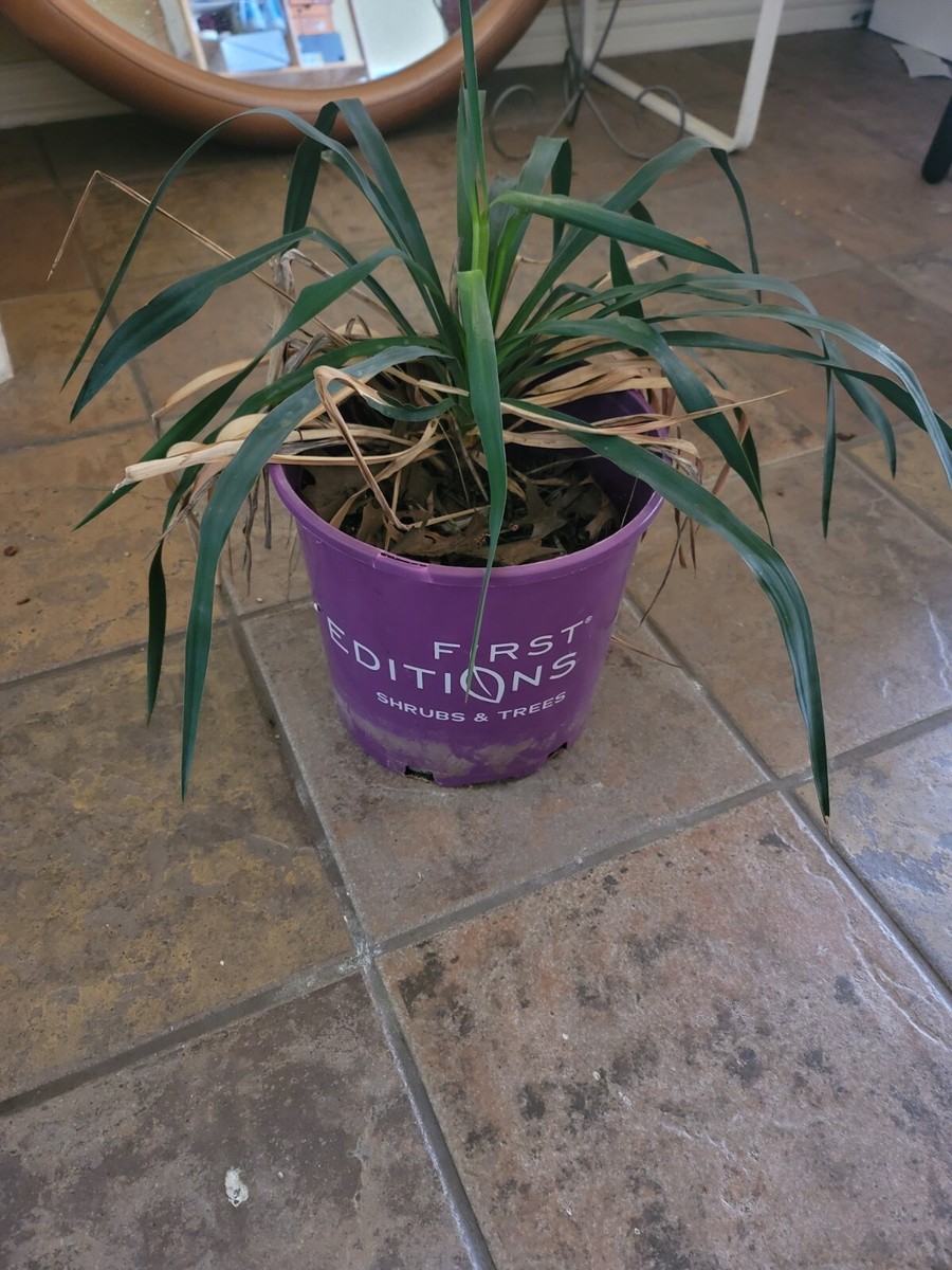 EVERGREEN - ゆう Tx organic yucca plant sz L 10 Inch above ground evergreen