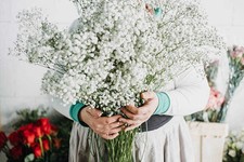 500 BABY'S BREATH SEEDS  2026 SALE FREE SHIPPING NON GMO HEIRLOOM