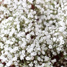 1,000 Babys Breath Seeds for Planting - Easy to Grow Annual Flowers