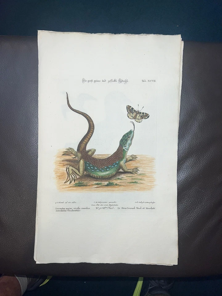 Grabado antiguo pl. 97 Edwards Seligmann C1756 color mano lagarto Foto 2 de 2