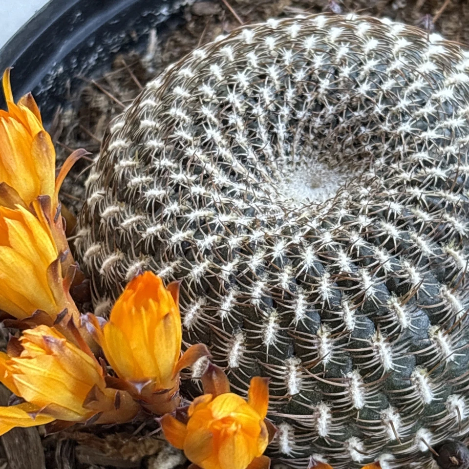 Sulcorebutia arenacea cactus Cacti Succulent real live plant 6 in pot  - Image 3 of 4