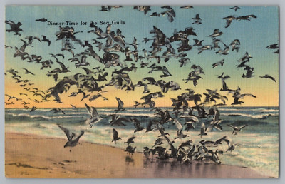 Dinner Time For The Sea Gulls Postcard