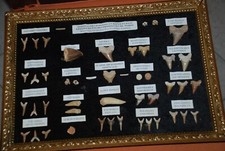 Quadretto con fossili di pesci e rettili provenienza Marocco