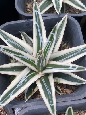 RareSucculent  plant Agave victori Garden Boutique 9-12CM