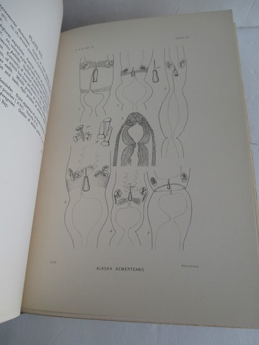 HARRIMAN ALASKA EXPEDITION Vol XI Nemerteans & Bryozoans, 1910 Illustrated - Picture 6 of 8