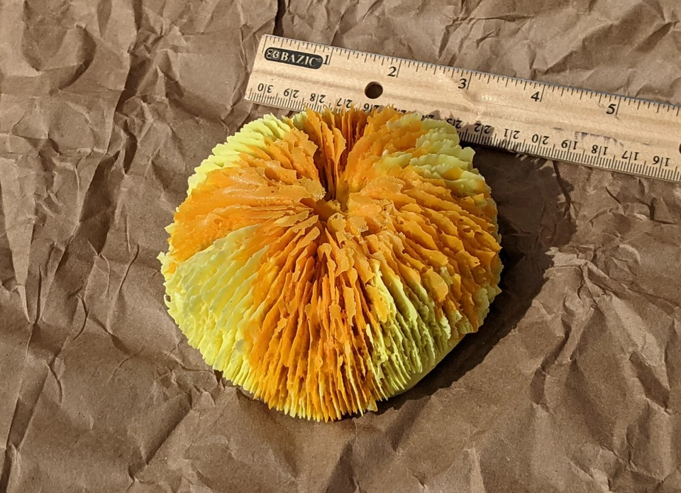 3 Peceras Coral Forma Disco Resina Nuevo Foto 2 de 4