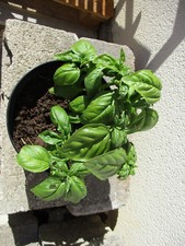 Semences Basilics Dolly BIO