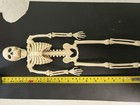 16” Skeleton Poseable Including Jaw, Feet, Hands, Etc.