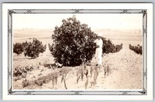 Vtg B&W Snapshot Man in Hat By Large Orange Tree in Orchard San Diego 1931