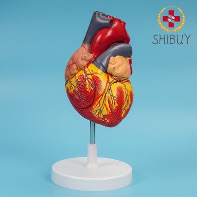 2X Big Heart Model Human Body Heart Dissection Model Heart Teaching Model
