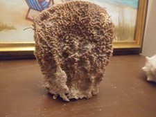 sea sponge for decoration, hand picked from the Florida Keys right off the beach