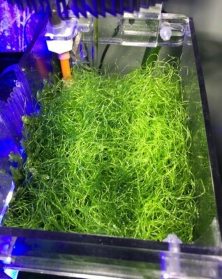 ***SALE***1 cup Chaetomorpha Macro Algae Chaeto nutrient Export Free shipping !