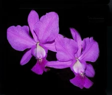Cattleya walkeriana Welcome Back X 808 #1 Fragrant Species Orchid Eros 4” Pot