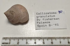 Calliostoma granulatum.  spain.  Great Shape. 28mm  with operculum