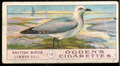 Tabakkarte, Ogdens, British Birds, 1905, Gemeine Möwe, #16