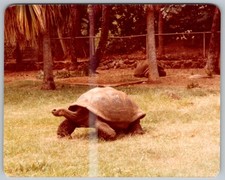 Vtg Color Snapshot Tortoise In Zoo Habitat 1982