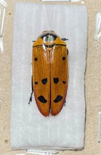 Buprestidae for collectors | rare Jewel Beetles