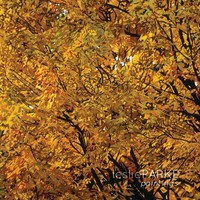 Leslie Parke (U. A.) | Leslie Parke Paintings | Taschenbuch | Englisch (2010)