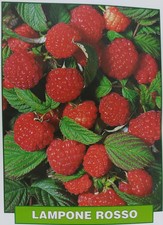 Lampone rosso rifiorente - pianta di 3 anni