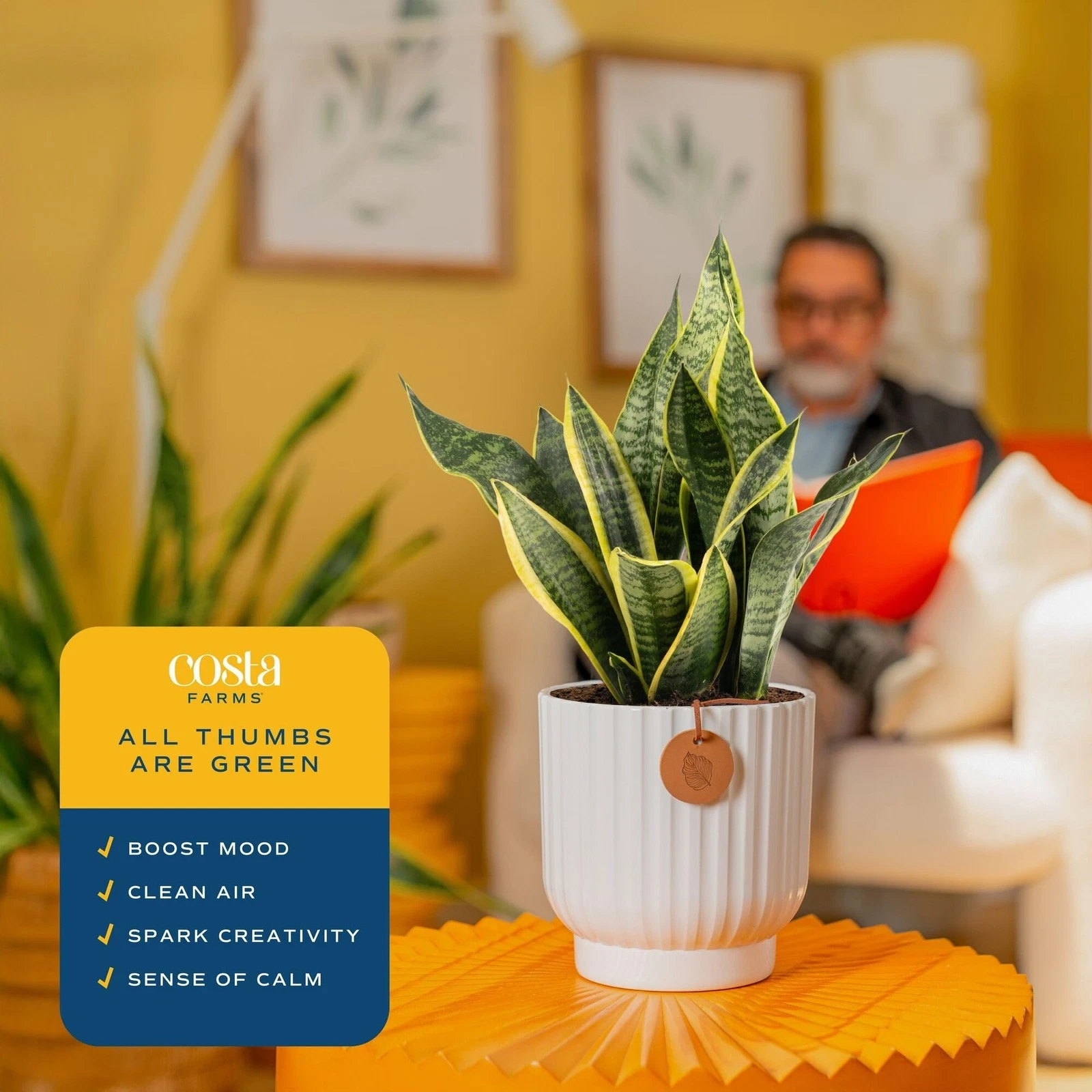 Costa Farms Snake Plant - Thumbnail 4