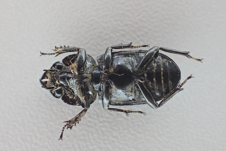 j3544. Insects, Lucanidae sp. Vietnam, Lai Chau | eBay