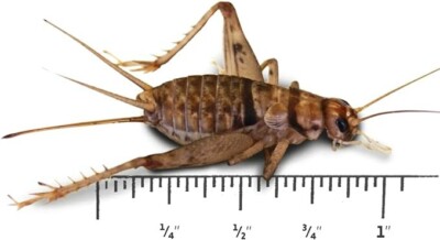 1'' Extra Large Banded Crickets Feeder Insects, Live Arrival Guarantee, Reptile