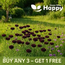 Cornflower - Black Ball - 500 Seeds - Centaurea Cyanus