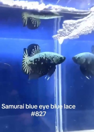 BETTA SAMURAI BLUE EYE BLUE LACE MALE LIVE FISH HIGH QUALITY#827 - Picture 4 of 5