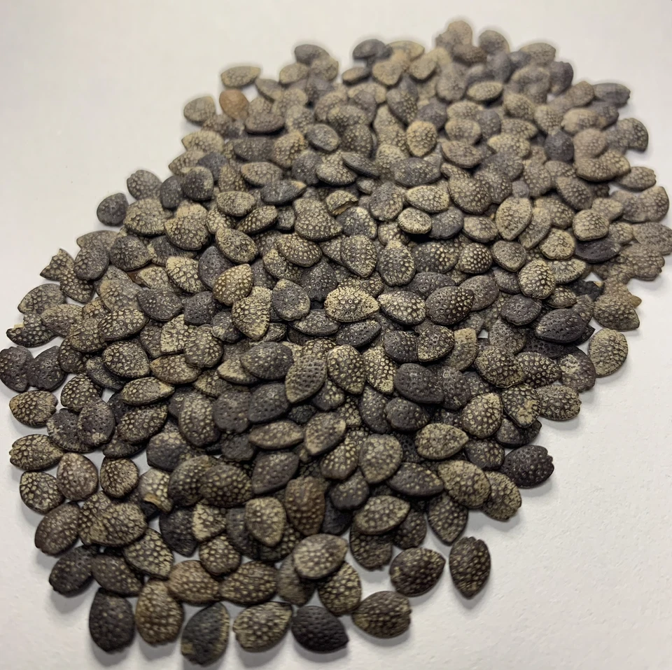 PASSION FRUIT Seeds BULK *Free Shipping* Purple Passiflora mollissima Vine Seeds - Image 2 of 4