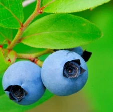 Lowbush Blueberry, Vaccinium angustifolium, Seeds (Edible, Showy, Fall Color)
